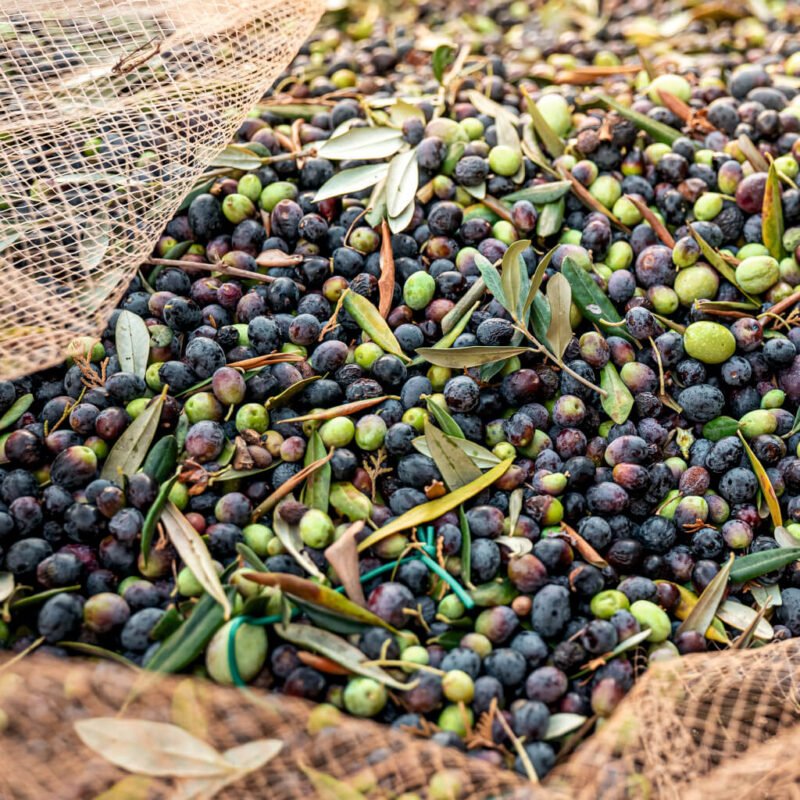 Zeytin İşleme Eğitimi ve Sertifikası - Görsel 2