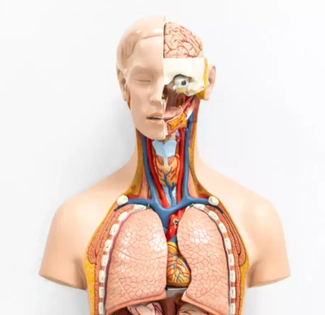 Anatomi ve Fizyoloji Eğitimi ve Sertifikası