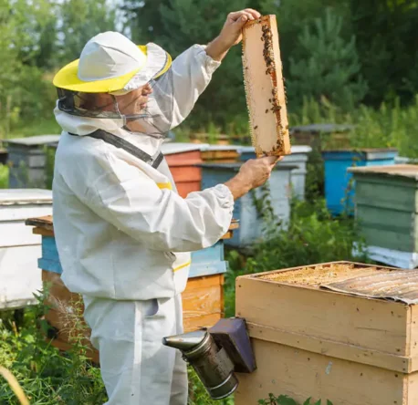 Arıcılık Eğitimi ve Sertifikası
